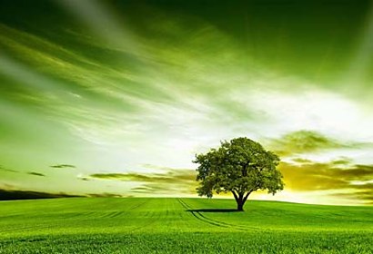 Fototapeta Lonely Tree 24425